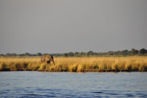 elephant wasserelefant, hike, lonely-73157.jpg