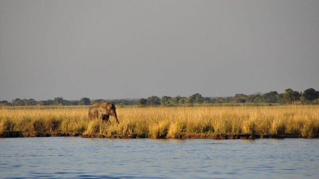 elephant wasserelefant, hike, lonely-73157.jpg