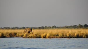 elephant wasserelefant, hike, lonely-73157.jpg