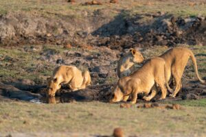 lioness, animals, safari-5793905.jpg