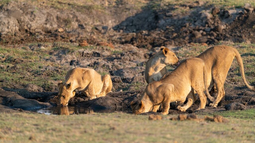 lioness, animals, safari-5793905.jpg